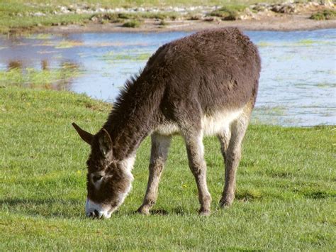Más de 500 fotos de Culo y Burro gratis .